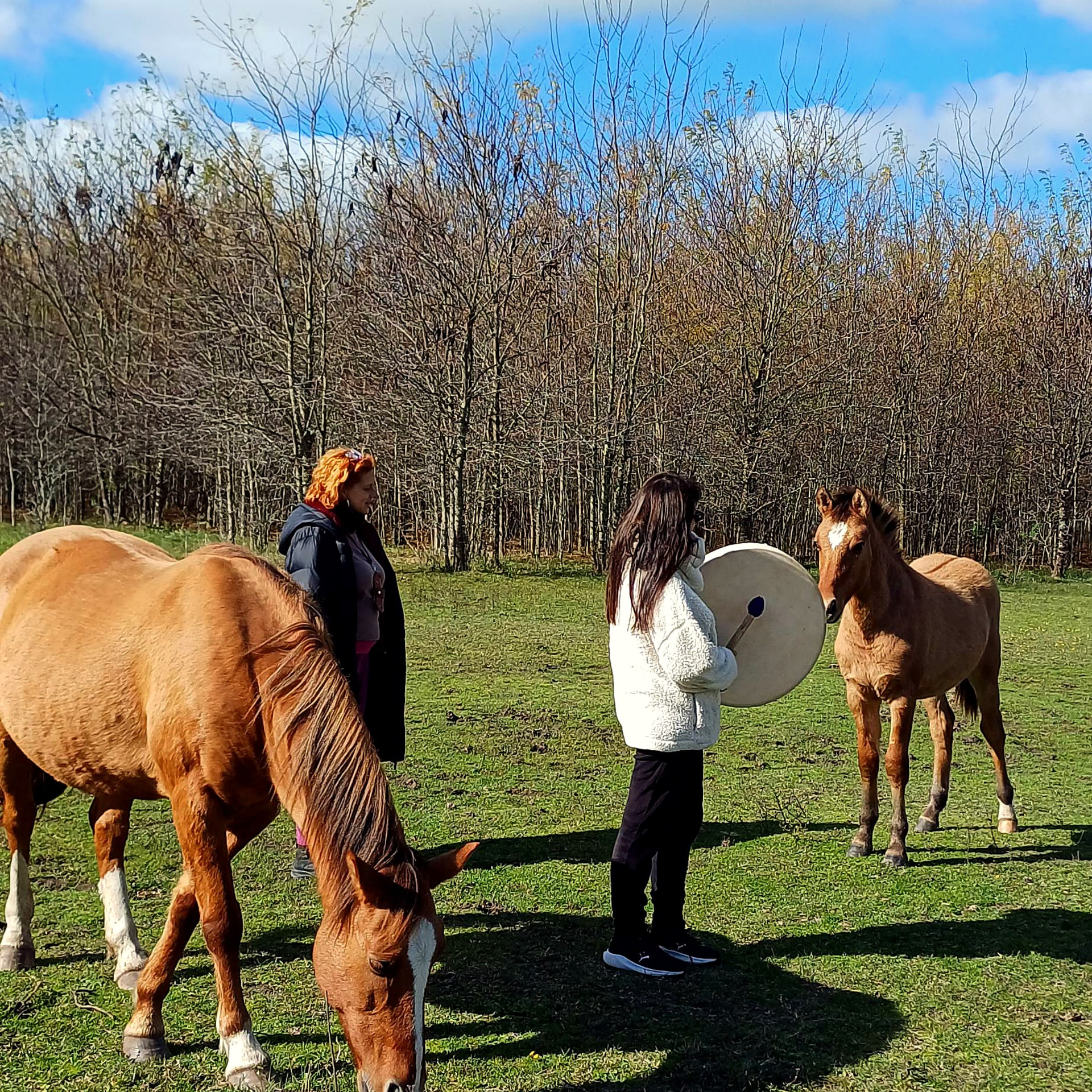 Una sesión en el campo: dos personas de pie entre caballos en libertad, una con un tambor