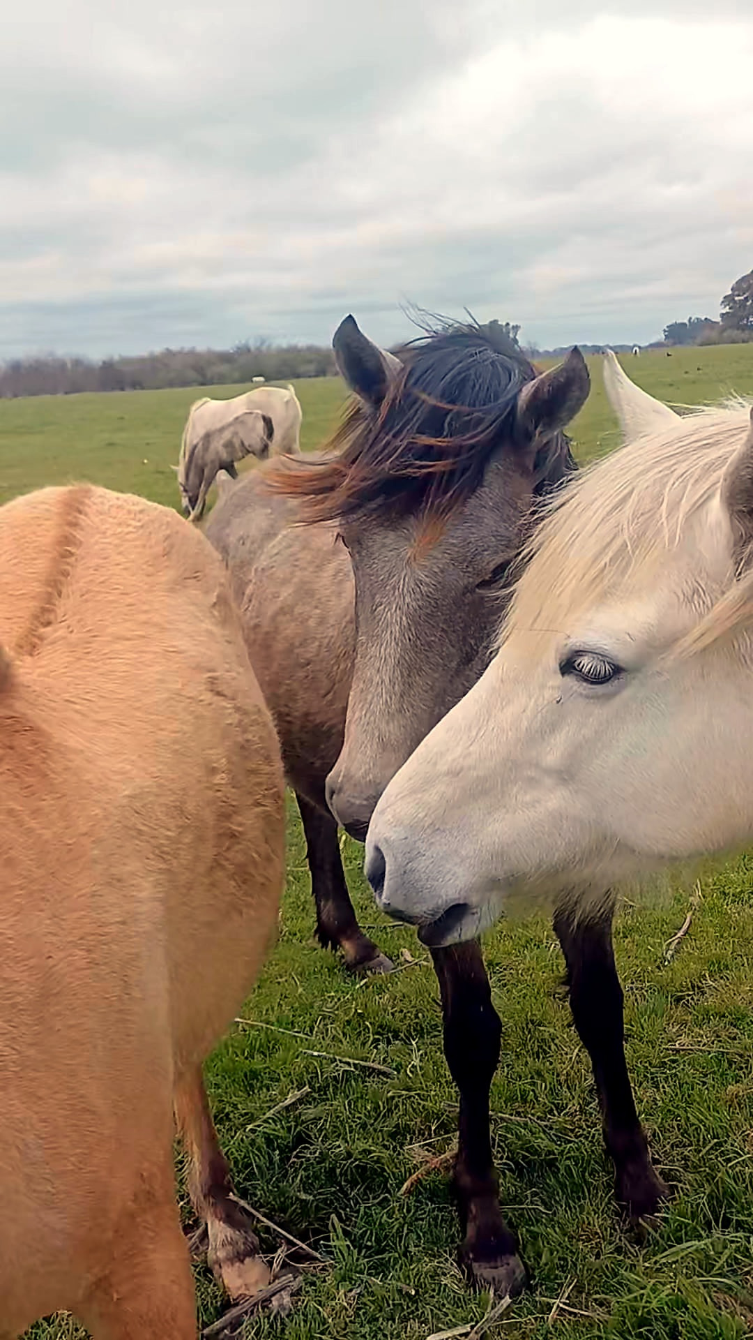 La manada de cerca, caballos curiosos acercándose en el campo