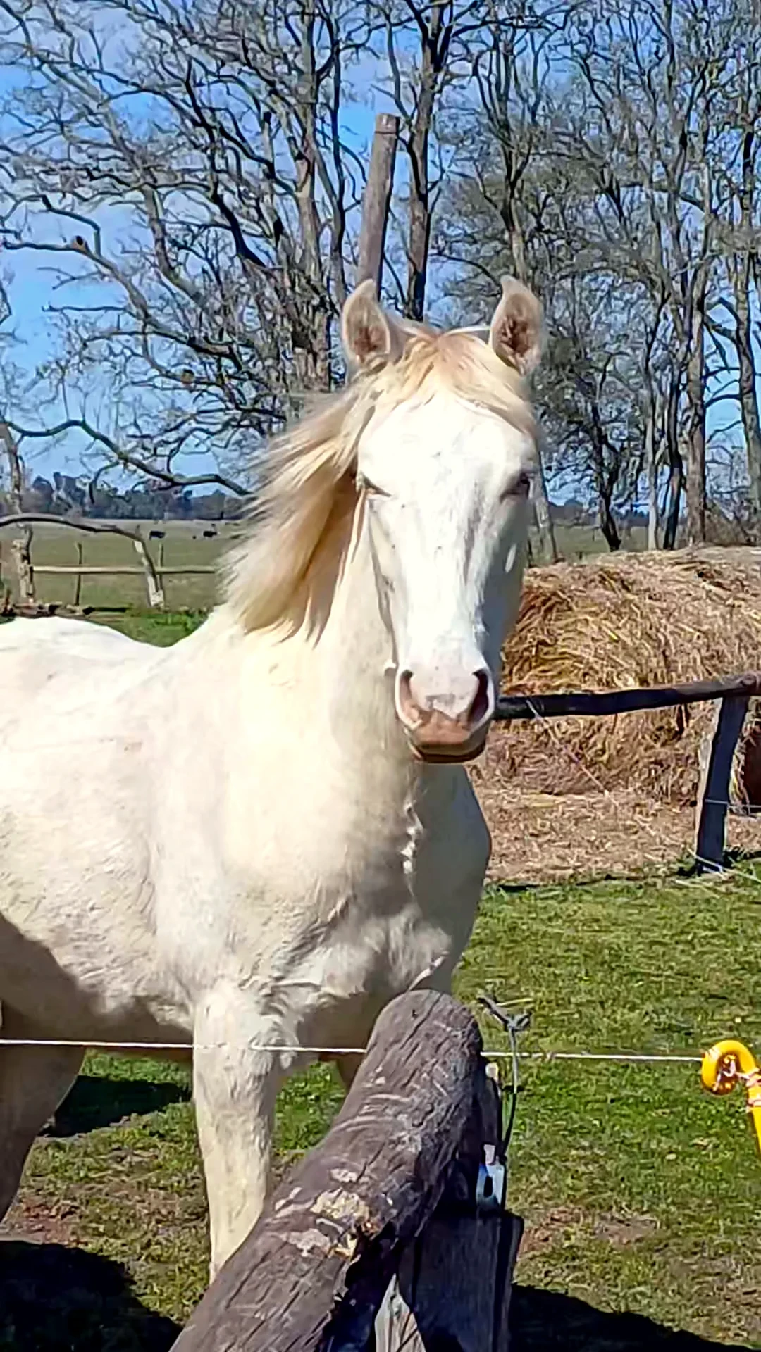 Retrato de un caballo blanco de crin dorada al sol