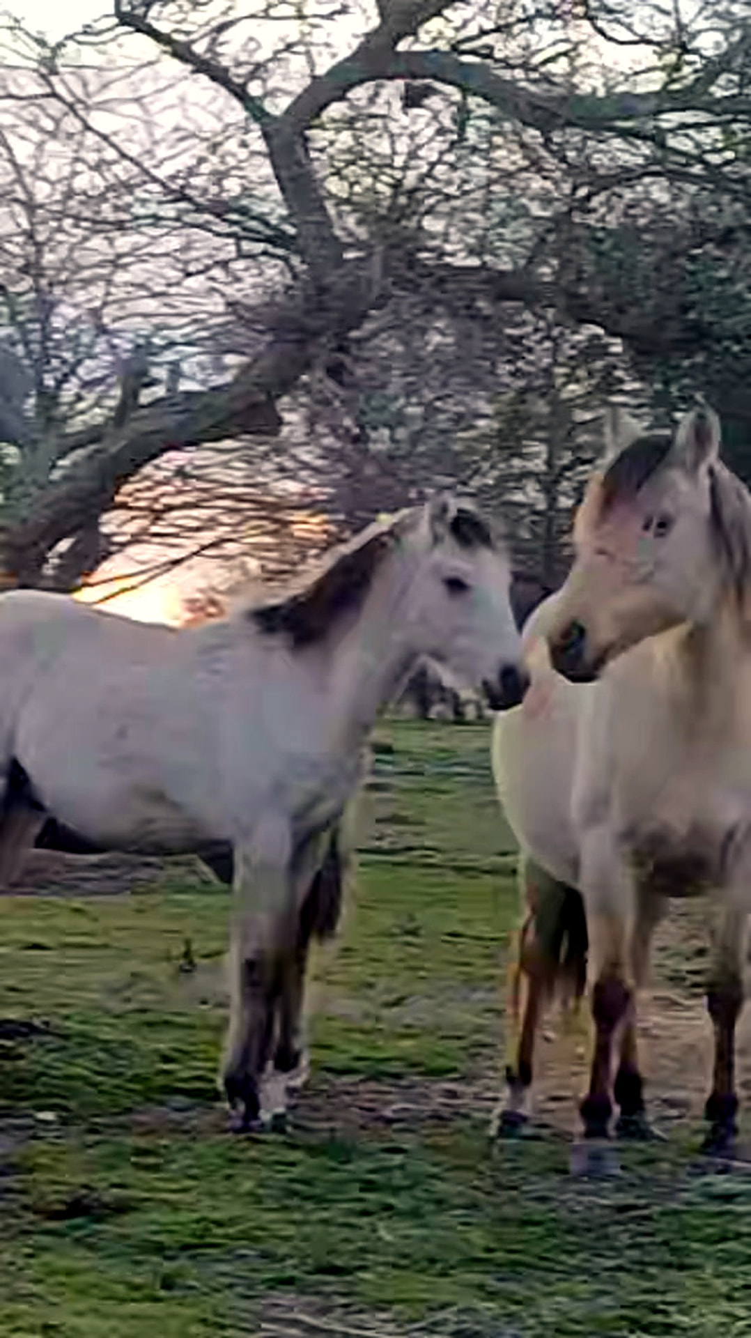 La manada en el campo al atardecer, entre los árboles